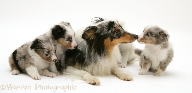 Tricolour merle Shetland Sheepdog, Sapphire, with pups, white background