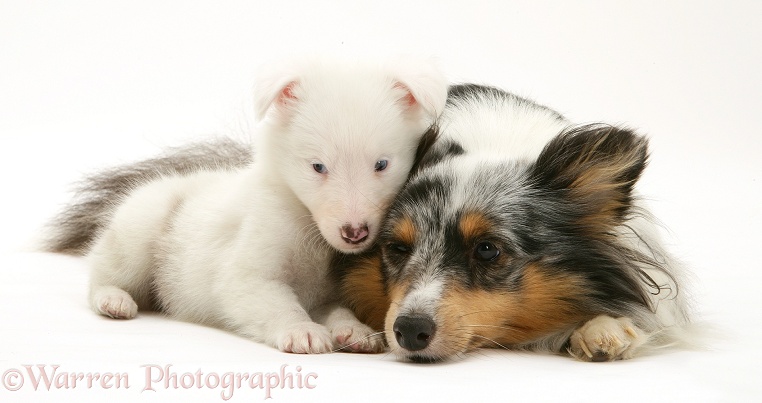 Tricolour merle Shetland Sheepdog, Sapphire, with a white pup, white background
