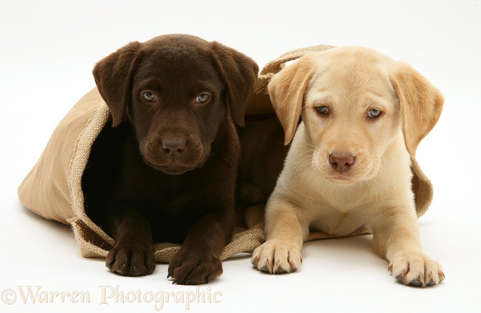 Chocolate and Yellow Retriever pups in a cloth bag, white background
