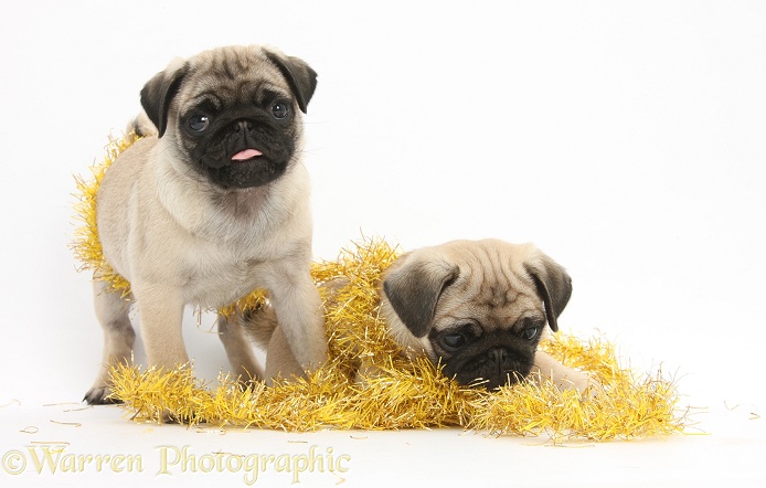 Fawn Pug pups, 8 weeks old, playing with Christmas tinsel, white background