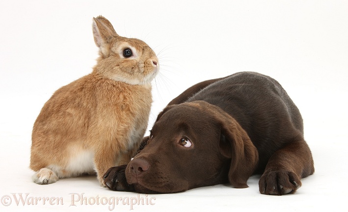 Chocolate Labrador pup, Inca, and Netherland-cross rabbit, Peter, white background