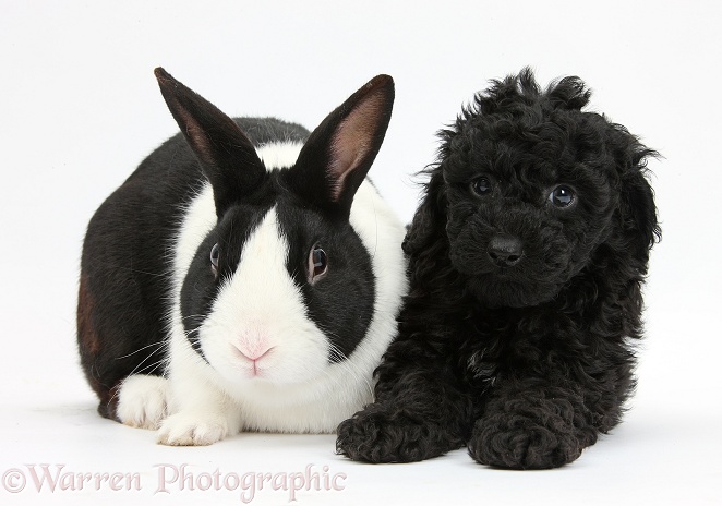 Black Toy Labradoodle puppy with black-and-white Dutch rabbit, white background