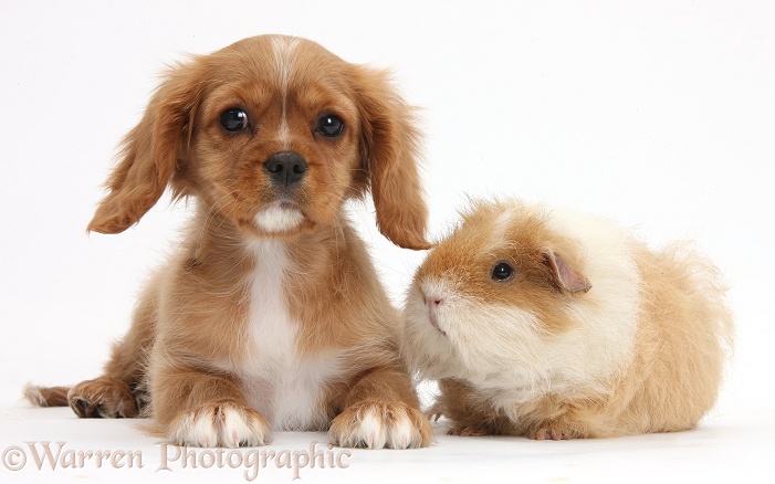 Cavalier King Charles Spaniel pup, Star, with shaggy Guinea pig, white background