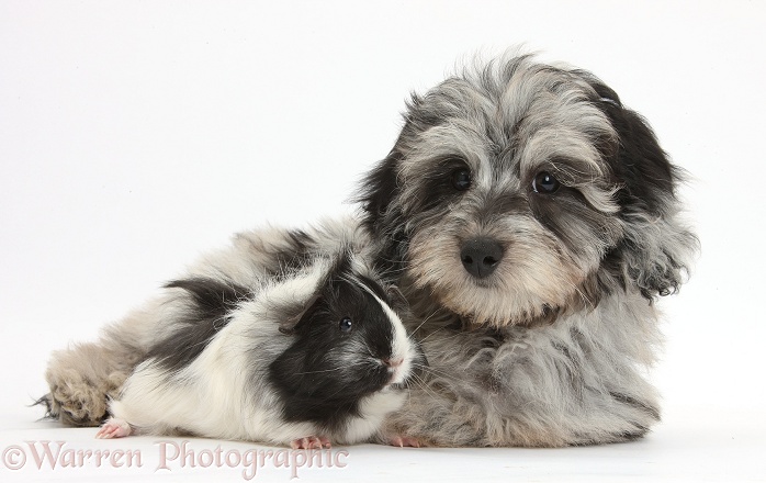 Fluffy black-and-grey Daxie-doodle pup, Pebbles, with black-and-white Guinea pig, white background