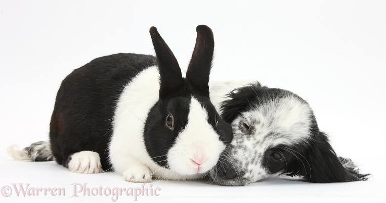 Black-and-white Border Collie x Cocker Spaniel puppy, 11 weeks old, with black Dutch rabbit, white background