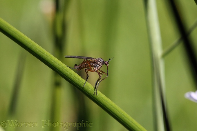 Empid fly (unidentified)