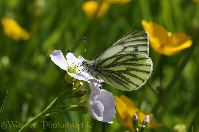 Green-veined White Butterfly (Pieris napi) male feeding from Cuckoo Flower