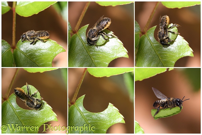 Leaf-cutting Bee (Megachile species) series showing cutting leaf section from rose.  Read from top left