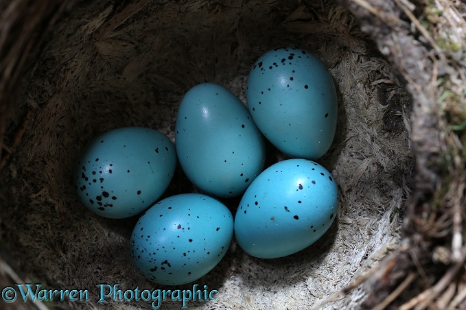 Song Thrush (Turdus philomelos) nest with eggs