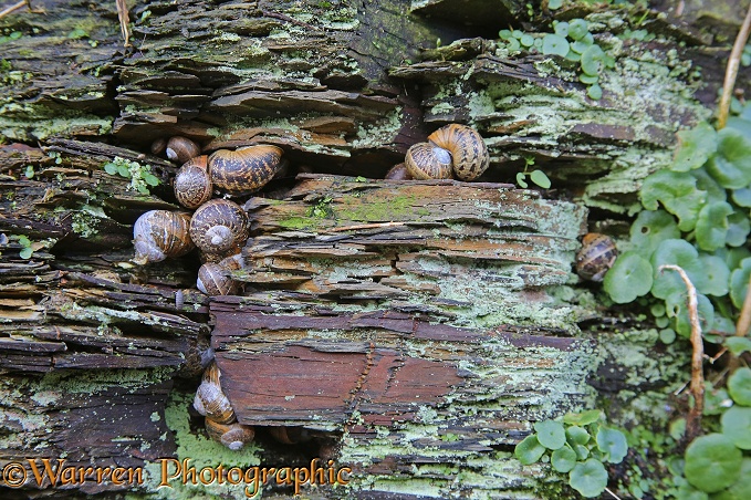 Garden Snails (Helix aspersa) hibernating in a shale rock wall