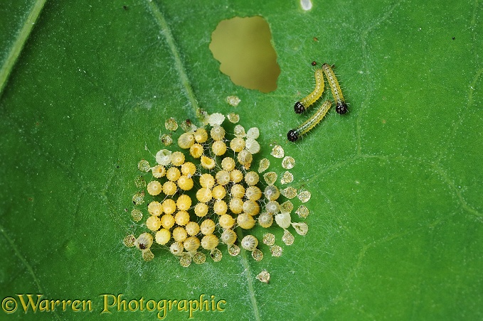 Large White Butterfly (Pieris brassicae) eggs hatching