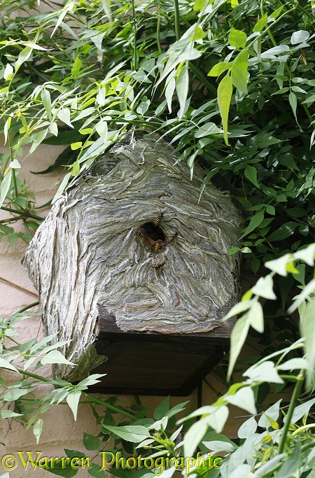 Wasp (Vespula species) nest in a bird box