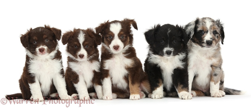 Five Miniature American Shepherd puppies, 6 weeks old, white background