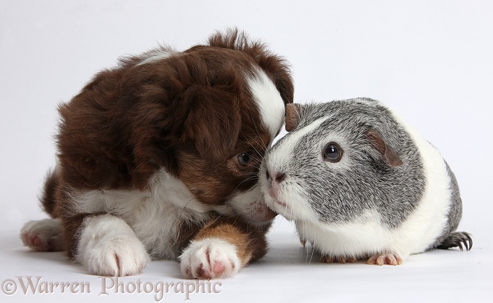 Chocolate-and-white Miniature American Shepherd puppy, 6 weeks old, with silver-and-white Guinea pig, white background