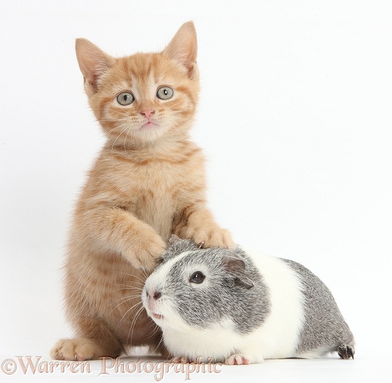 Ginger kitten and silver-and-white Guinea pig, white background