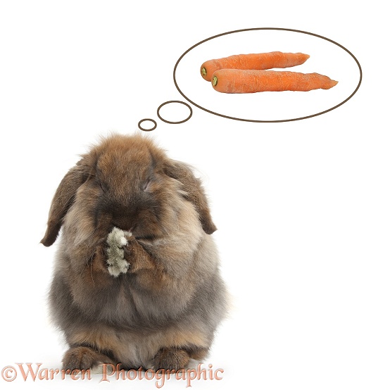 Lionhead Lop rabbit, Dibdab, praying for carrots, white background