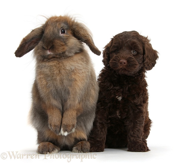 Cute chocolate Toy Goldendoodle puppy and and Lionhead Lop rabbit, Dibdab, standing up, white background