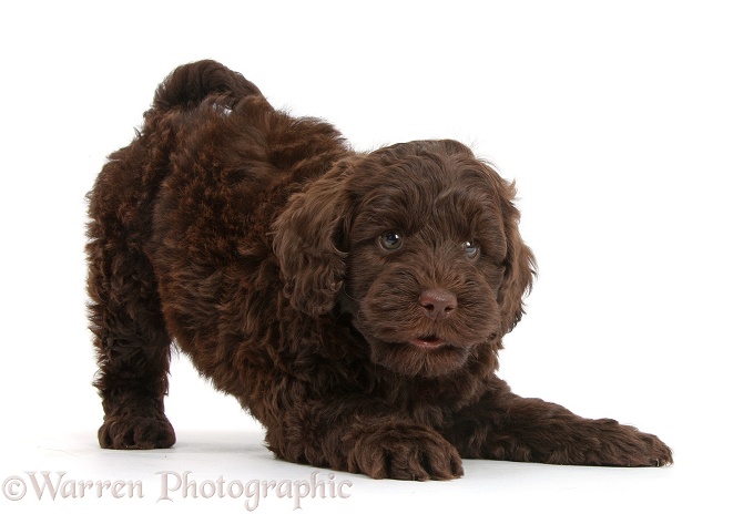 Cute chocolate Toy Goldendoodle puppy in play-bow, white background