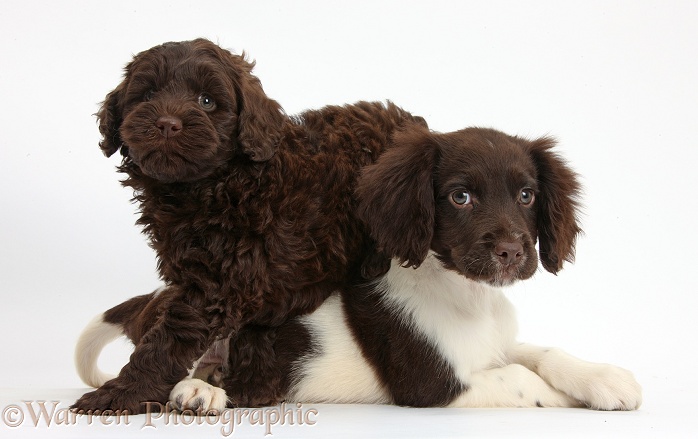 Chocolate-and-white Cocker Spaniel puppy and chocolate Goldendoodle puppy, white background