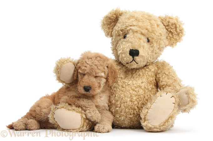 Cute Toy Goldendoodle puppy sleeping on Teddy bear, white background
