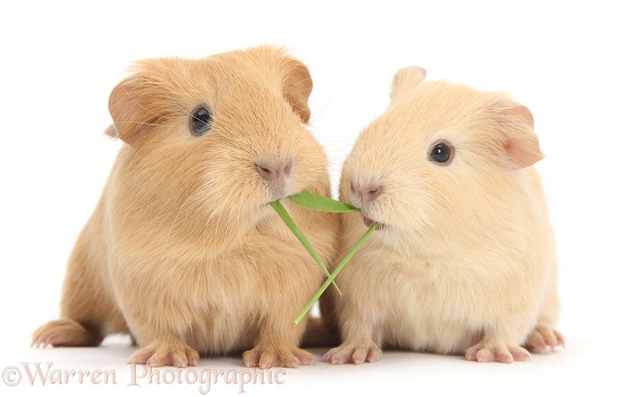 Yellow baby Guinea pigs eating grass, white background