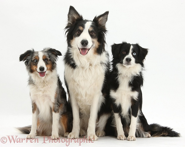Miniature American Shepherds: Black-and-white dog, Mac, 19 months old, and tricolour merle bitch, Yana, 16 months old, with tricolour Border Collie dog, Keen, white background