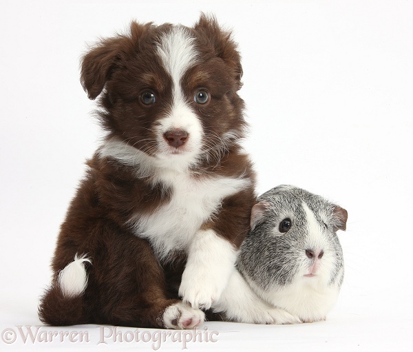 Chocolate-and-white Miniature American Shepherd puppy, 6 weeks old, with silver-and-white Guinea pig, white background