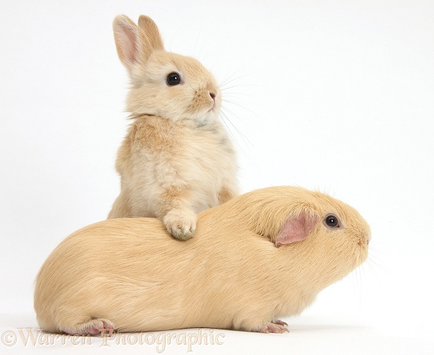 Young bunny leaning on yellow Guinea pig, white background