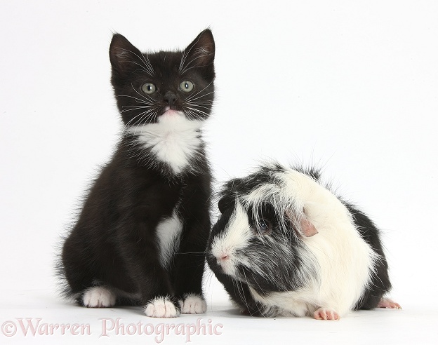 Black-and-white kitten and Guinea pig, white background