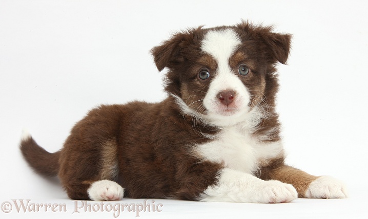 Chocolate-and-white Miniature American Shepherd puppy, 6 weeks old, lying with head up, white background