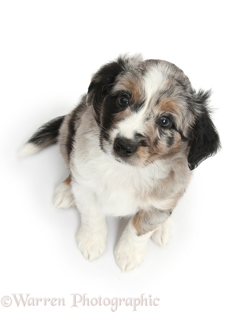 Merle Miniature American Shepherd puppy, 6 weeks old, sitting and looking up, white background