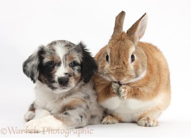 Merle Miniature American Shepherd puppy, 6 weeks old, and Netherland Dwarf-cross rabbit, Peter, washing his paws, white background