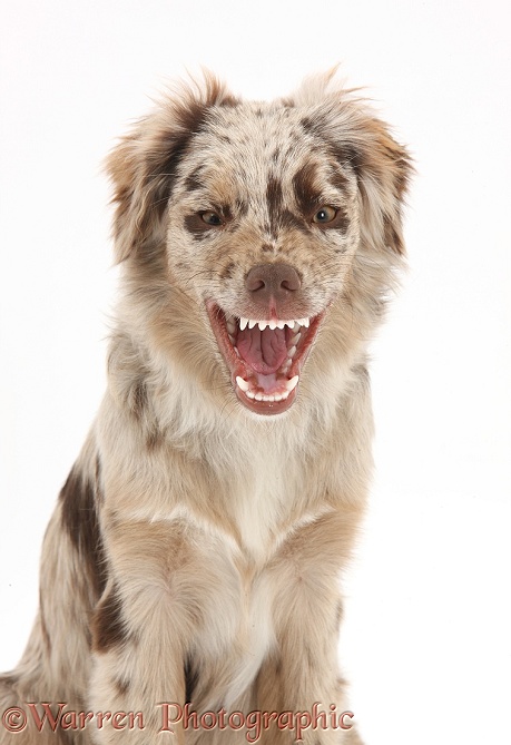 Red Merle Miniature American Shepherd bitch, Bliss, 6 months old, pulling a funny face, white background