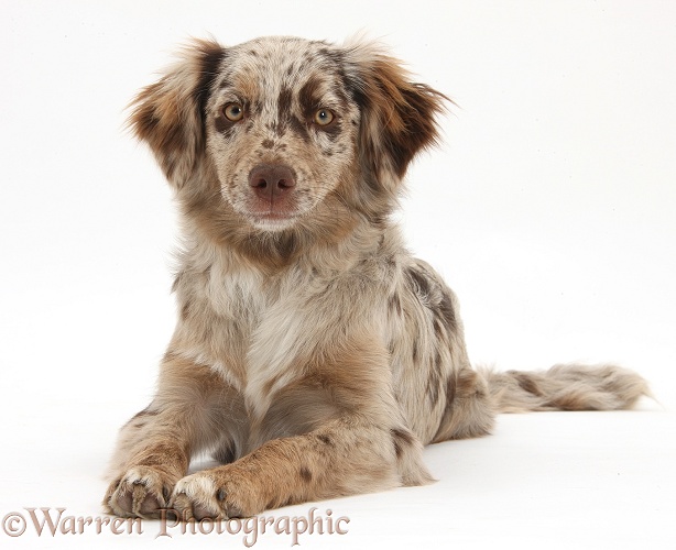 Red Merle Miniature American Shepherd bitch, Bliss, 6 months old, white background