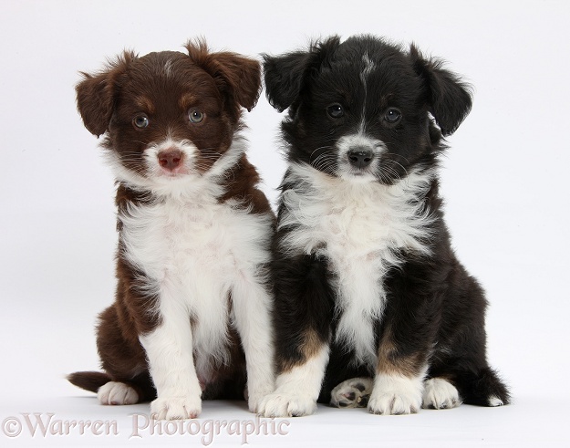 Chocolate-and-white and black-and-white Miniature American Shepherd puppies, 6 weeks old, sitting together, white background