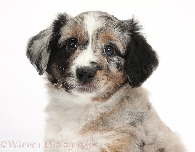 Merle Miniature American Shepherd puppy, 6 weeks old, white background