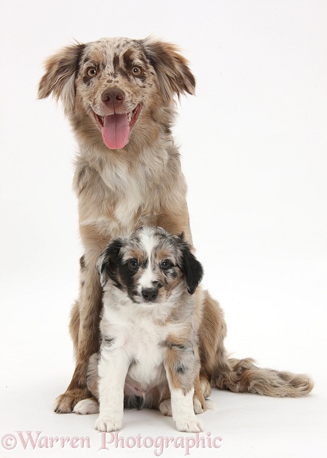 Red Merle Miniature American Shepherd bitch, Bliss, 6 months old, with a puppy, white background