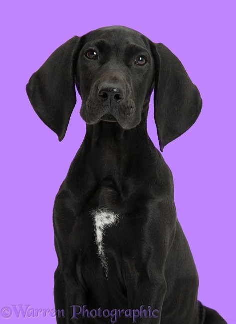 Black Pointer puppy, Hesta, 13 weeks old, white background