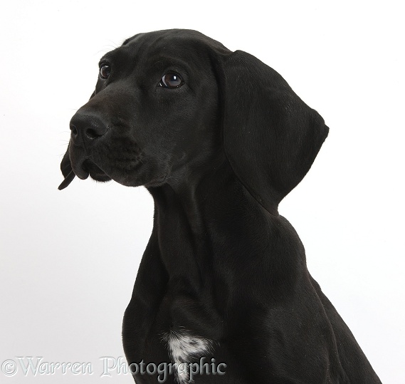Black Pointer puppy, Hesta, 13 weeks old, white background