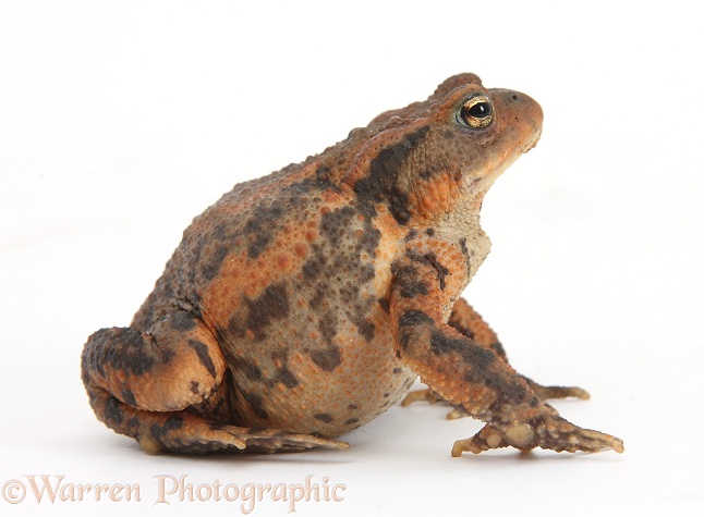 European Common Toad (Bufo bufo) sitting, puffed up in defence, white background