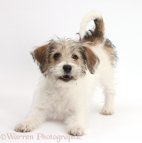 Bichon Frise x Jack Russell Terrier puppy, Bindi, 12 weeks old, white background