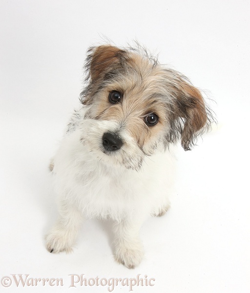 Bichon Frise x Jack Russell Terrier puppy, Bindi, 12 weeks old, sitting and looking up, white background