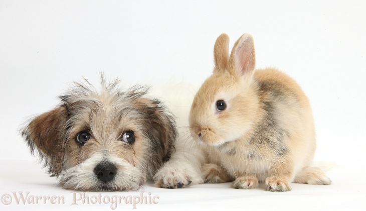 Bichon Frise x Jack Russell Terrier puppy, Bindi, 12 weeks old, with young sandy Netherland rabbit, white background