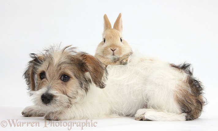 Bichon Frise x Jack Russell Terrier puppy, Bindi, 12 weeks old, with young sandy Netherland rabbit, white background