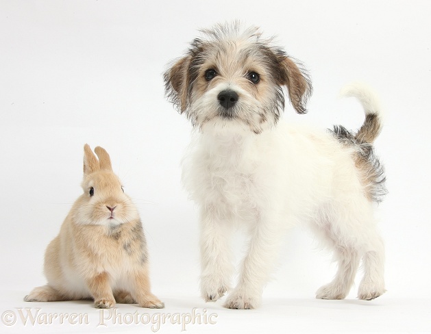 Bichon Frise x Jack Russell Terrier puppy, Bindi, 12 weeks old, standing with young sandy Netherland rabbit, white background