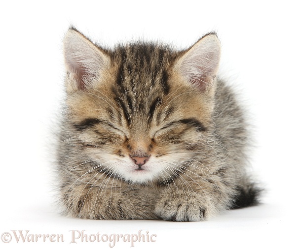 Cute tabby kitten, Stanley, 6 weeks old, dozing, white background