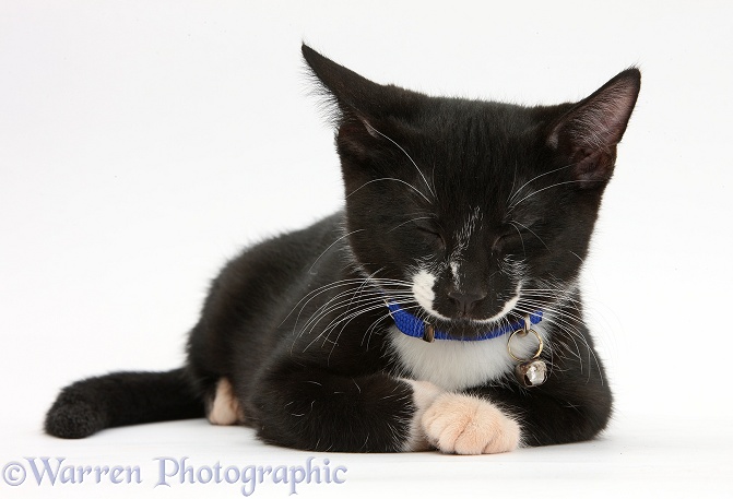 Black-and-white tuxedo male kitten, Buxie, 3 months old, dozing, white background