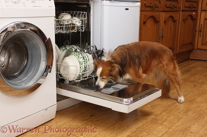 Border Collie bitch, Lollipop, licking the inside of a dishwasher