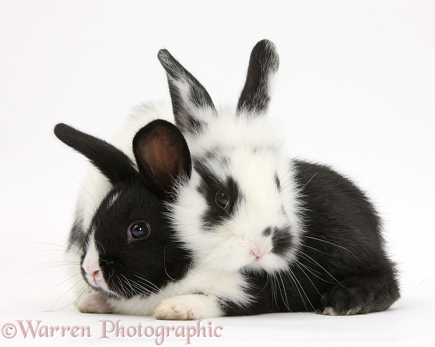 Young black-and-white rabbits, white background