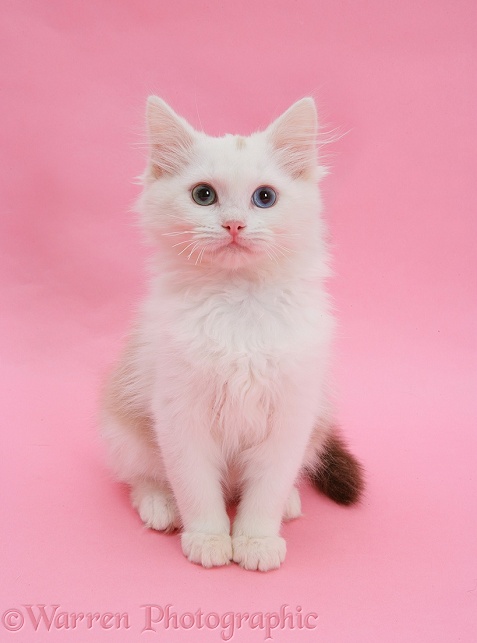 Birman x Ragdoll kitten, Willow, 3 months old, sitting on pink background